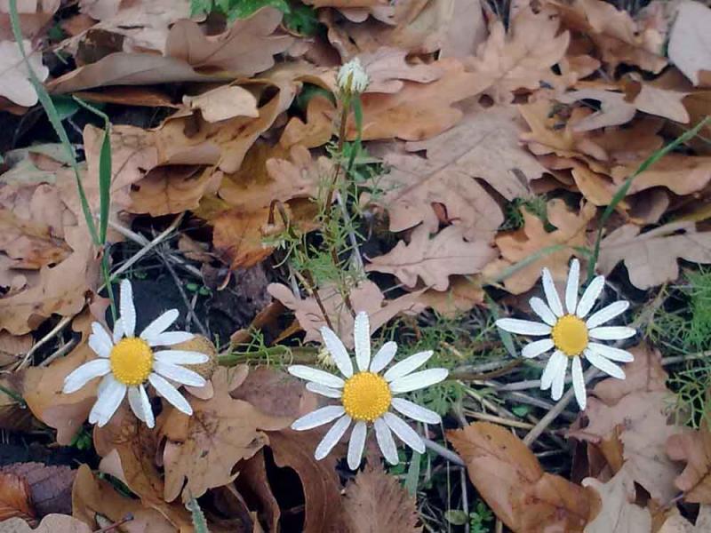 Барви осені - Иваница