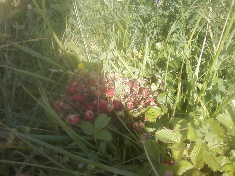 Багатківці  і околиці  села - Багатківці