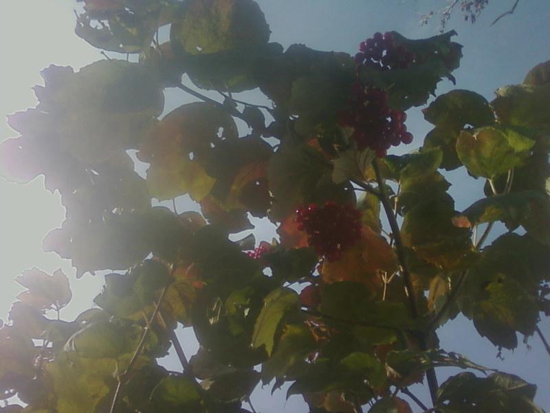 Багатківці і околиці села - Багатківці