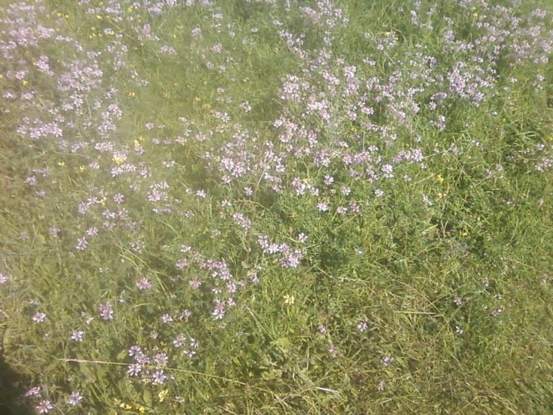 Багатківці  і околиці  села - Багатківці