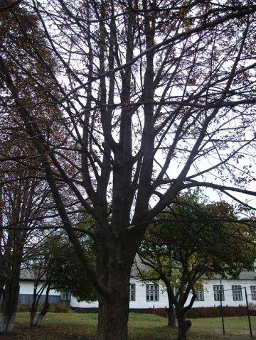 Природа Ніжина - Ніжин