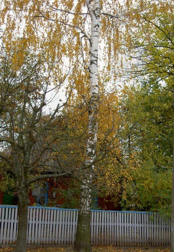 Наше село - Giltsi
