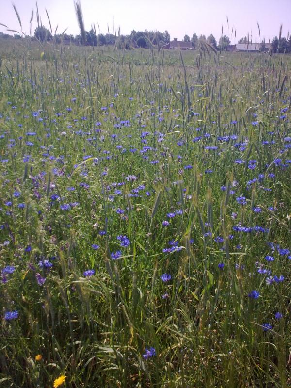 Рідне Перекалля - Перекалля