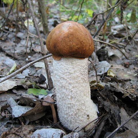 Одноріг. - Odnorig