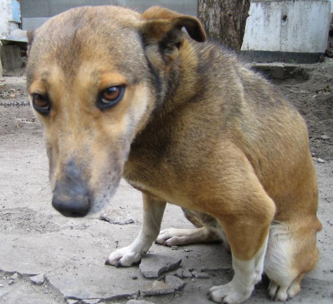 Одноріг. - Однорог