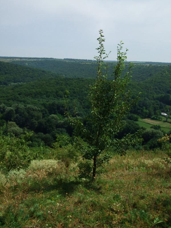 Стіна та стіняни - Стіна