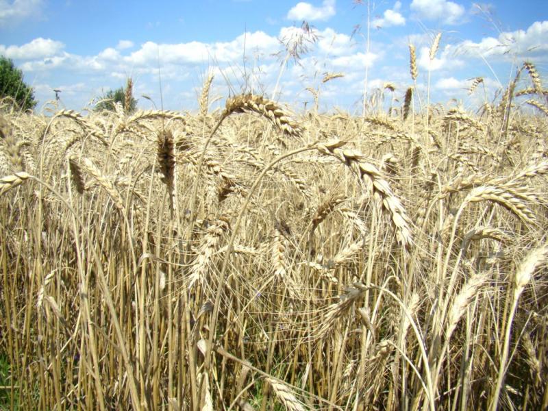 Наше село - Giltsi