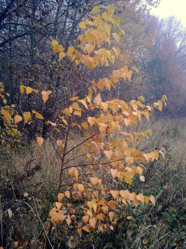 Барви осені - Ivanytsya
