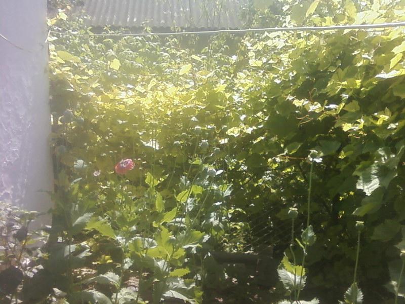 Багатківці  і околиці  села - Багатківці