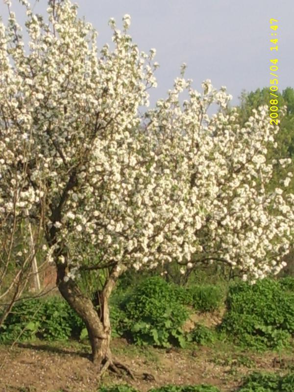 Текуча - Текуча