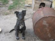 Польське село в Поліссі