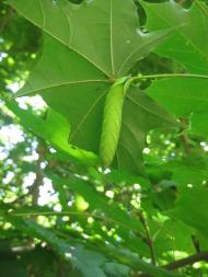 дело рук Творца