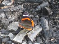 дело рук Творца