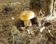 Мальовниче Березове