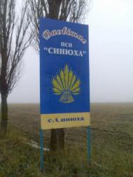 Синюха