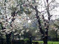 рідне село Будьків