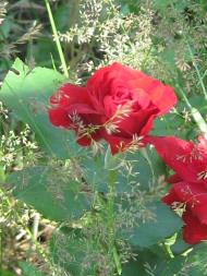 дело рук Творца