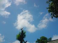 Природа села