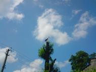 Природа села