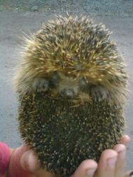 Природа села