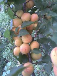 Khutoro-Gubynykha - Latest photos