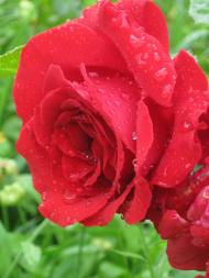 дело рук Творца