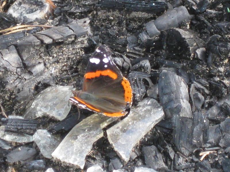 дело рук Творца - Забілоччя