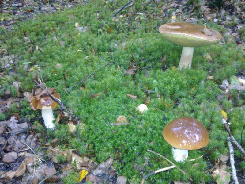 Кукільня - Кукільня