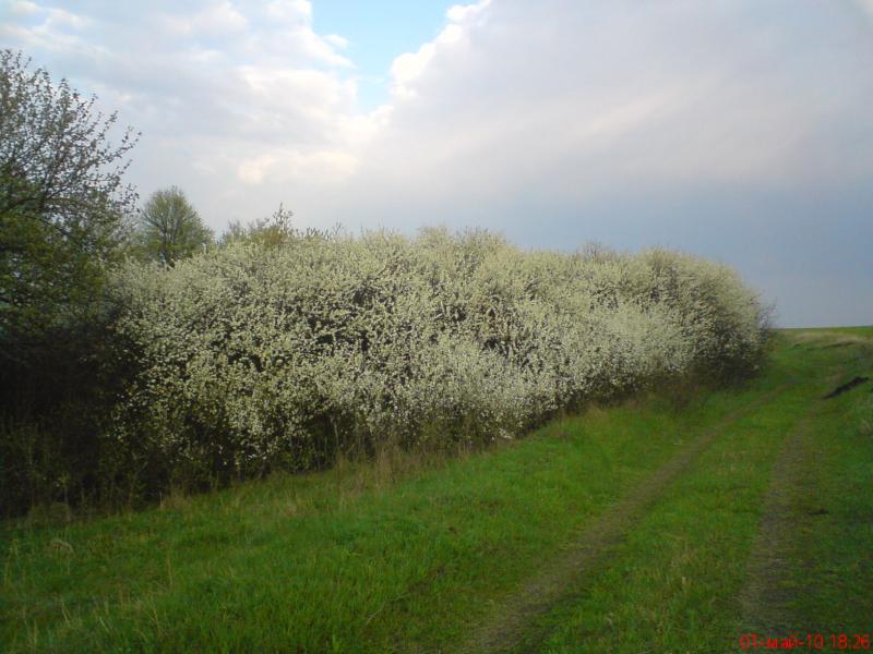 Рідна домівка - Малоолександрівка