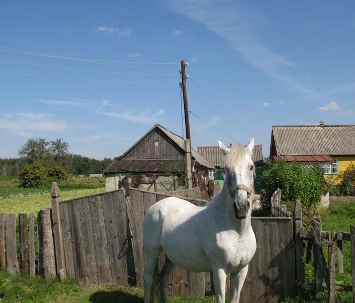 посеред лісу.. - Никольск
