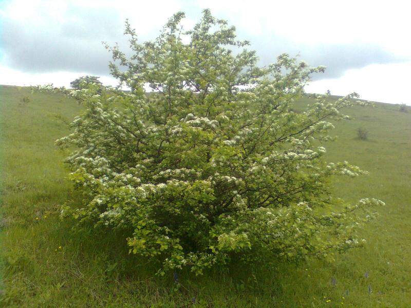 Синюха - Синюха