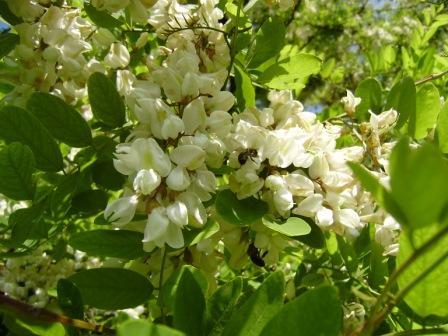 Дивовижна природа краю - Великі Зозулинці