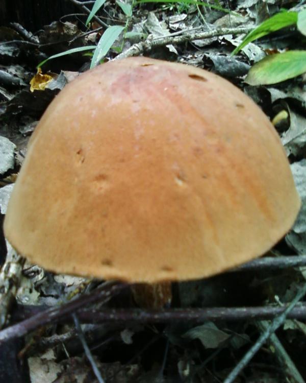 Нові фото - Теребля