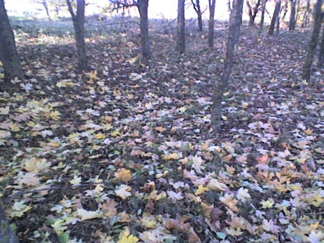 РІДНЕ СЕЛО - Bolgan