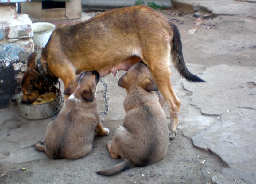 Одноріг. - Одноріг