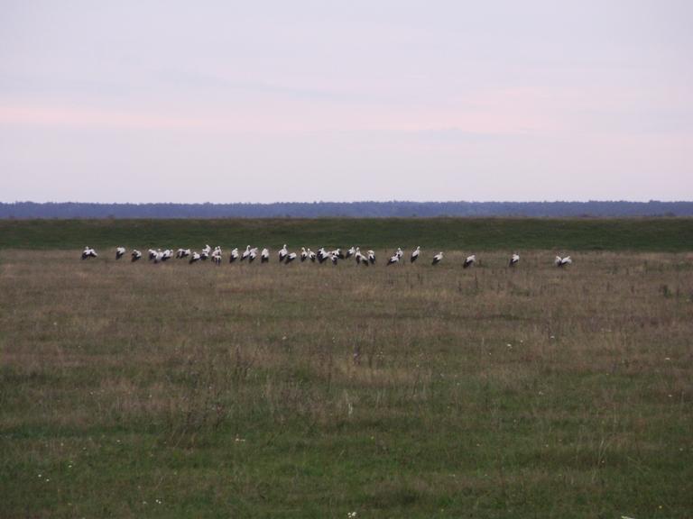 Моє рідне село - Немовичи