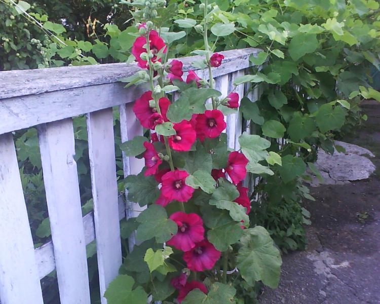 Літо - Головлі