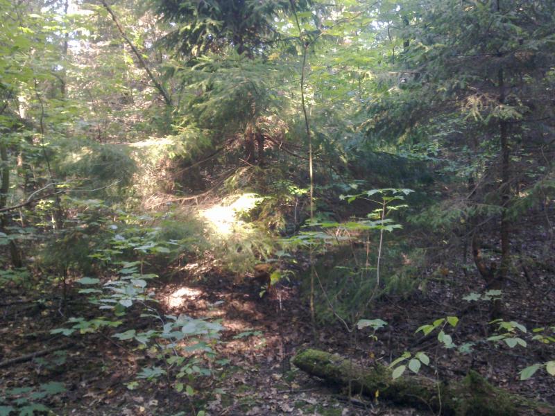 Кукільня - Кукільня