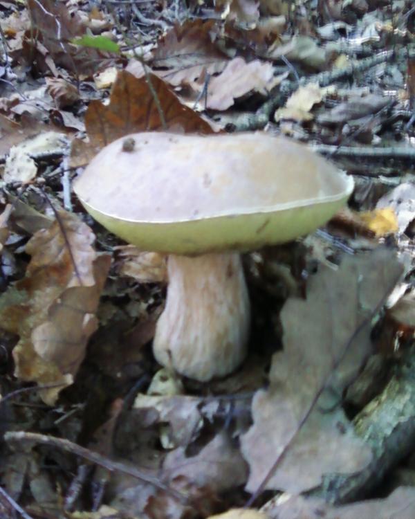 Нові фото - Теребля