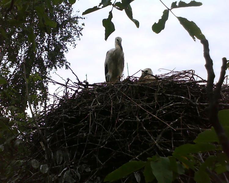 Літо - Головлі