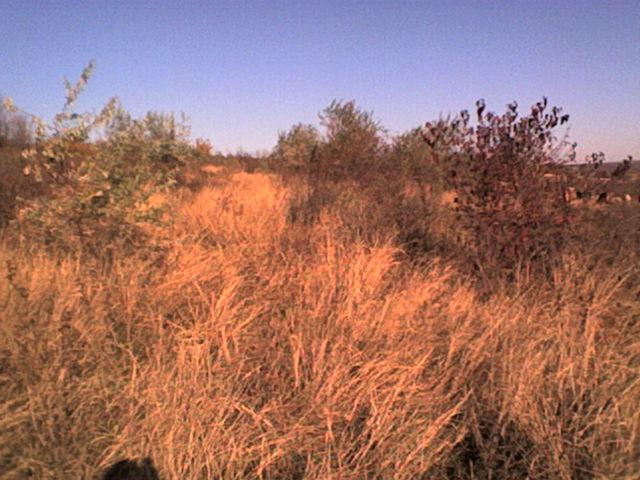 РІДНЕ СЕЛО - Bolgan
