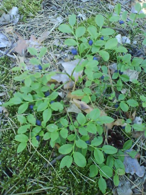 Природа нашого краю - Забілоччя