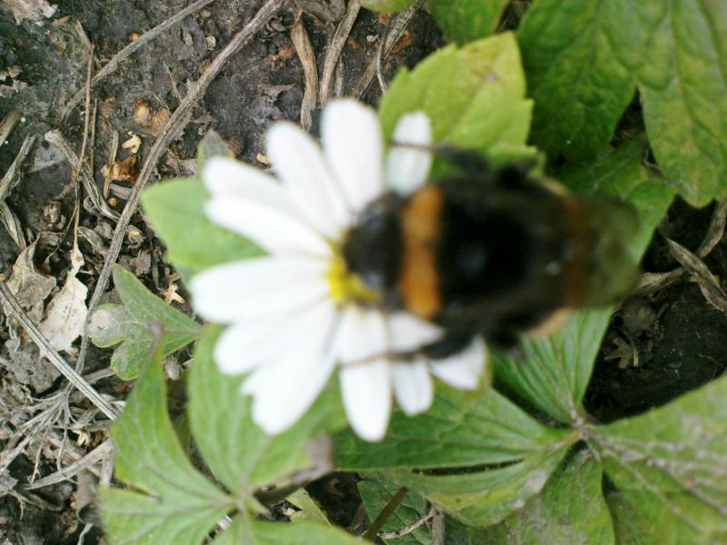 наші кра соти - Пустовійтове