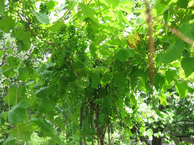 любимое село - Забелочье