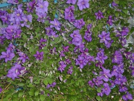 Дивовижна природа краю - Великі Зозулинці