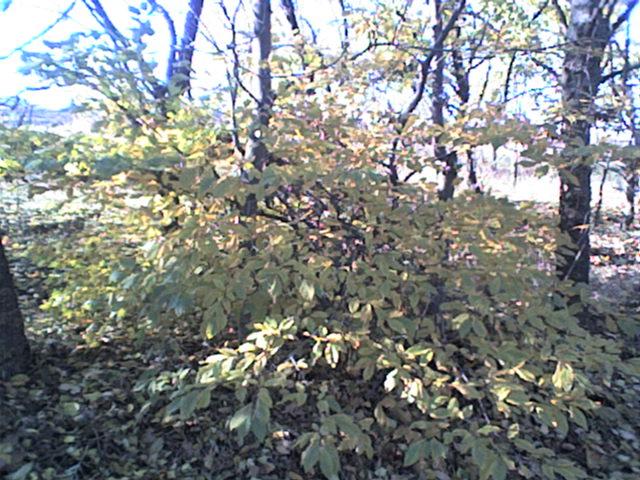 РІДНЕ СЕЛО - Болган