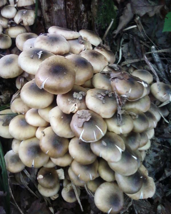 Нові фото - Теребля