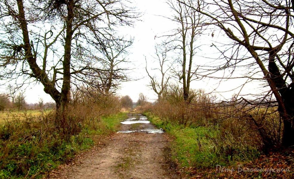 Золотые листопады - Івча