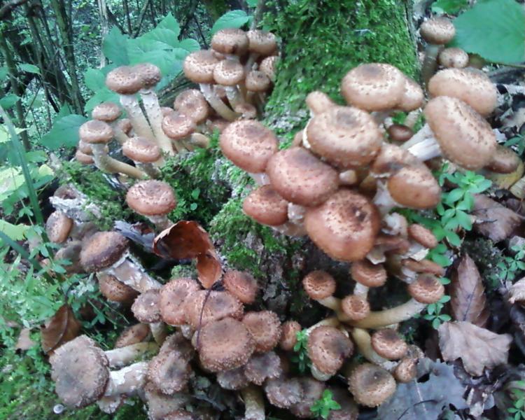 Нові фото - Теребля