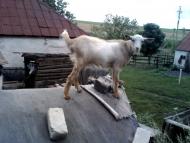 село Софиевка